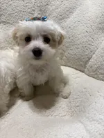 Puppy boy Maltipoo, a female Maltipoo for sale in Shelby Charter Township, MI – Photo 2 of 5