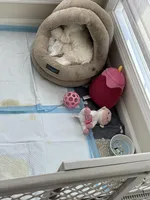 Gidget , a female Havachon for sale in Shelby Charter Township, MI – Photo 6 of 10