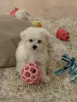 Gidget , a female Havachon for sale in Shelby Charter Township, MI – Photo 7 of 10