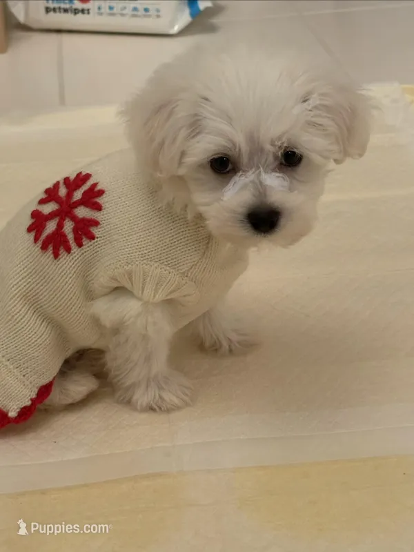 Gidget , a female Havachon for sale in Shelby Charter Township, MI – Photo 1 of 10