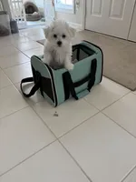 Baby girl , a female Bichon Frise for sale in Shelby Charter Township, MI – Photo 3 of 7