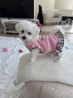 Baby girl , a female Bichon Frise for sale in Shelby Charter Township, MI – Photo 6 of 7