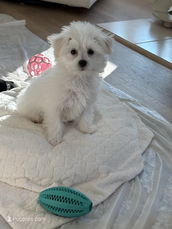 Baby girl , a female Bichon Frise for sale in Shelby Charter Township, MI – Photo 1 of 7