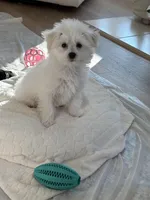 Baby girl , a female Bichon Frise for sale in Shelby Charter Township, MI – Photo 1 of 7