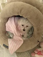 Baby girl , a female Bichon Frise for sale in Shelby Charter Township, MI – Photo 7 of 7