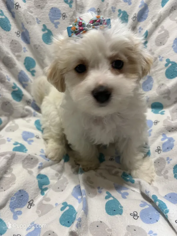 Sweet Puppy Male maltipoo – Maltipoo puppy for sale in Shelby Charter Township, MI