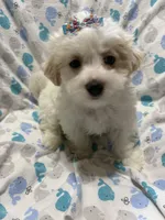 Sweet Puppy Male maltipoo, a female Maltipoo for sale in Shelby Charter Township, MI – Photo 1 of 5