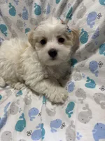 Sweet Puppy Male maltipoo, a female Maltipoo for sale in Shelby Charter Township, MI – Photo 5 of 5