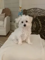 Gidget , a female Havachon for sale in Shelby Charter Township, MI – Photo 7 of 9