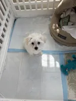 Gidget , a female Havachon for sale in Shelby Charter Township, MI – Photo 6 of 9