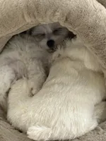 Gidget , a female Havachon for sale in Shelby Charter Township, MI – Photo 5 of 9