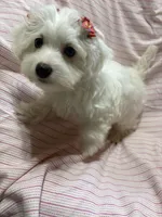 Puppy female maltipoo, a female Maltipoo for sale in Shelby Charter Township, MI – Photo 3 of 5