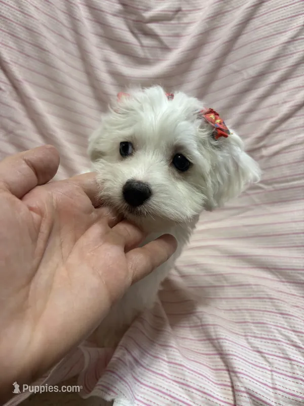 Puppy female maltipoo – Maltipoo puppy for sale in Shelby Charter Township, MI
