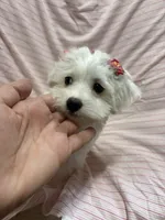 Puppy female maltipoo, a female Maltipoo for sale in Shelby Charter Township, MI – Photo 1 of 5