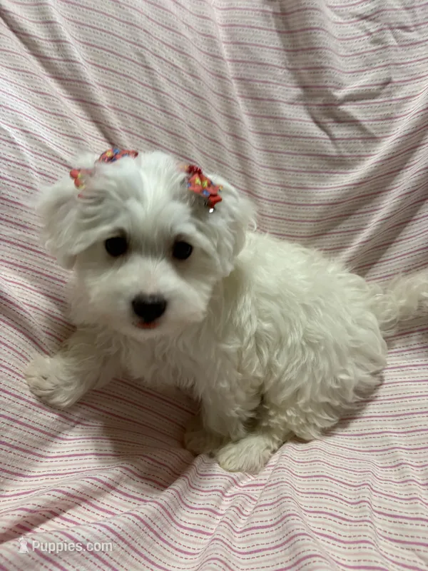 Puppy girl maltipoo  – Maltipoo puppy for sale in Shelby Charter Township, MI