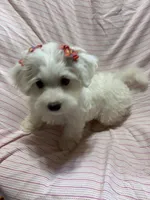 Puppy girl maltipoo , a female Maltipoo for sale in Shelby Charter Township, MI – Photo 3 of 9