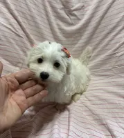 Puppy girl maltipoo , a female Maltipoo for sale in Shelby Charter Township, MI – Photo 6 of 9