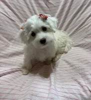 Puppy girl maltipoo , a female Maltipoo for sale in Shelby Charter Township, MI – Photo 5 of 9