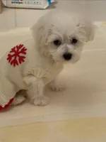 Girl puppy , a female Bichon Frise for sale in Shelby Charter Township, MI – Photo 1 of 7