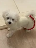 Girl puppy , a female Bichon Frise for sale in Shelby Charter Township, MI – Photo 2 of 7