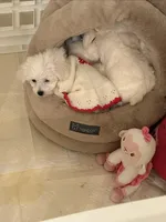 Girl puppy , a female Bichon Frise for sale in Shelby Charter Township, MI – Photo 3 of 7