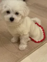 Girl puppy , a female Bichon Frise for sale in Shelby Charter Township, MI – Photo 5 of 7