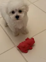 Girl puppy , a female Bichon Frise for sale in Shelby Charter Township, MI – Photo 6 of 7