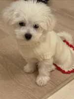 Girl puppy , a female Bichon Frise for sale in Shelby Charter Township, MI – Photo 4 of 7