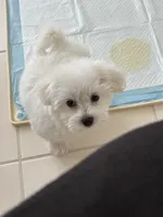 Gidget , a female Havachon for sale in Shelby Charter Township, MI – Photo 7 of 9