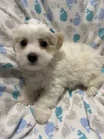 Puppy Maltipoo , a female Maltipoo for sale in Shelby Charter Township, MI – Photo 6 of 6