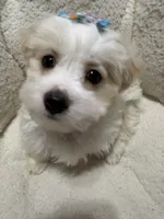 Puppy Maltipoo , a female Maltipoo for sale in Shelby Charter Township, MI – Photo 1 of 6