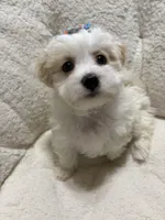 Puppy Maltipoo , a female Maltipoo for sale in Shelby Charter Township, MI – Photo 2 of 6