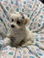 Puppy Maltipoo , a female Maltipoo for sale in Shelby Charter Township, MI – Photo 5 of 6