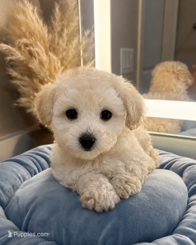 Daisy 🌼  – Maltipoo puppy for sale in Sacramento, CA