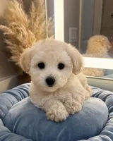 Daisy 🌼 , a female Maltipoo for sale in Sacramento, CA – 1 of 4