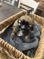 Luna, a female Shih Tzu for sale in Sacramento, CA – 2 of 3