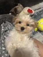 Milo, a male Maltipoo for sale in Sacramento, CA – 2 of 5