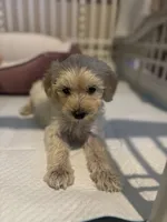Bella, a female Maltipoo for sale in Sacramento, CA – 2 of 4