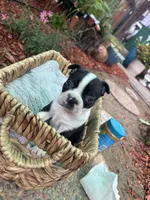 Peanut , a male Boston Terrier for sale in Sacramento, CA – 2 of 3