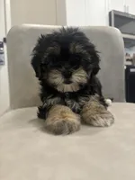 Cleo , a female Shihpoo for sale in Sacramento, CA – 3 of 4