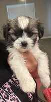 Daisy , a female Shih Tzu for sale in Sacramento, CA – Photo 1 of 3