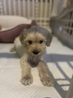 Bella, a female Maltipoo for sale in Sacramento, CA – 4 of 4