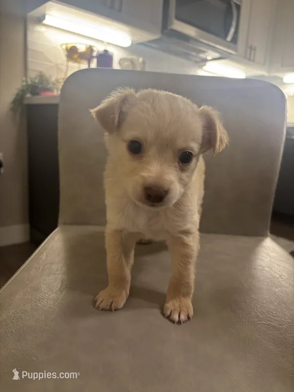 Kermit  – Chorkie puppy for sale in Sacramento, CA