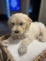 Bella , a female Maltipoo for sale in Sacramento, CA – 2 of 4