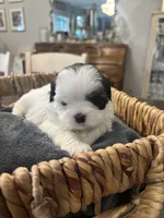 Star🌟 , a female Shih Tzu for sale in Sacramento, CA – 3 of 3