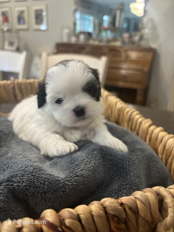 Star🌟  – Shih Tzu puppy for sale in Sacramento, CA
