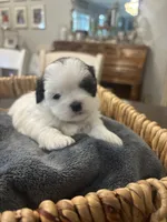 Star🌟 , a female Shih Tzu for sale in Sacramento, CA – 1 of 3