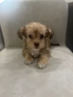 Duke, a male Shorkie for sale in Sacramento, CA – 2 of 2