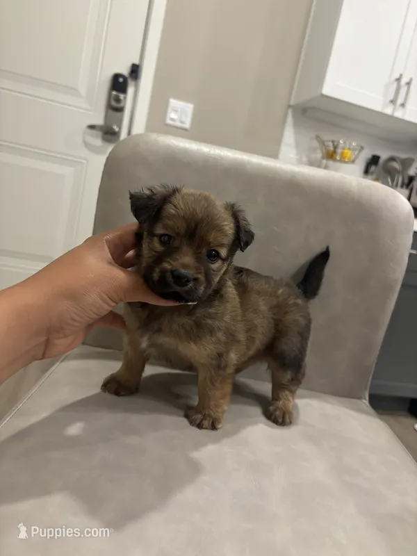 Daisy – Chihuahua, Yorkshire Terrier puppy for sale in Sacramento, CA