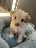 Milo, a male Malchi for sale in Sacramento, CA – 2 of 3